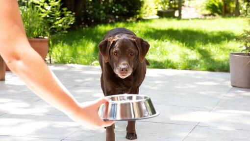 Senior labrador being given a food bowl outside