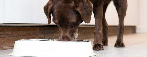 Chocolate Labrador eating food out of a white bowl.