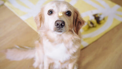 can we give cheese to dogs