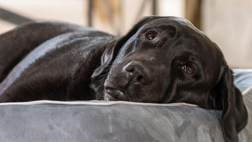 Sad dog in bed