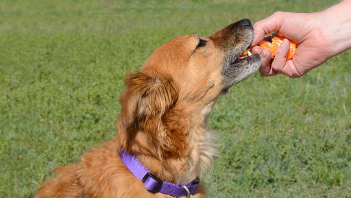 is orange juice good for dogs