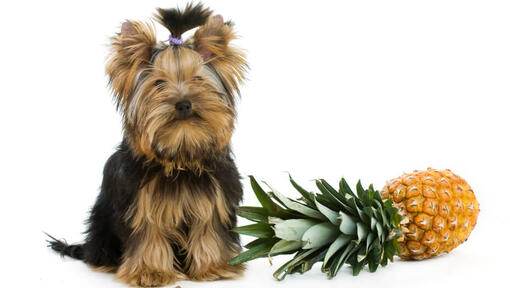 how much pineapple can i give my dog