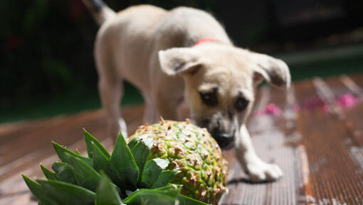 how much pineapple can i give my dog