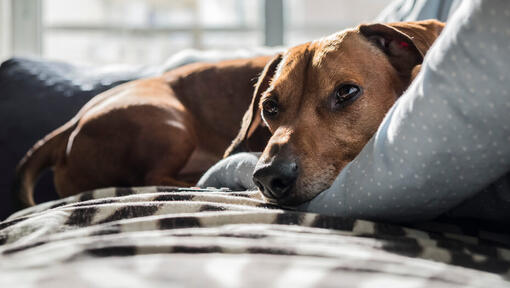 can humans get sick from dog flu