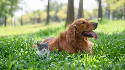 are dogs and cats friends