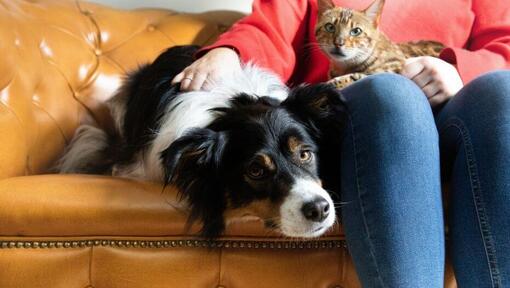 are dogs and cats friends