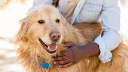 can dogs smile or laugh