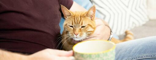 Ginger cat on owner's lap.