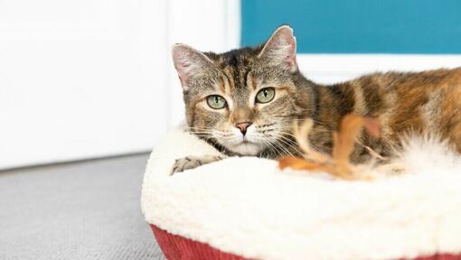 Cat sitting on a cat bed looking at camera.