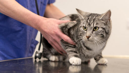 Vet examining a cat.