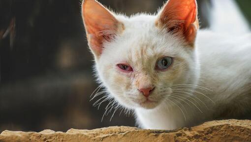 a cat with conjunctivitis