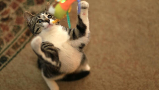 Cat jumping up to play with wand toy.