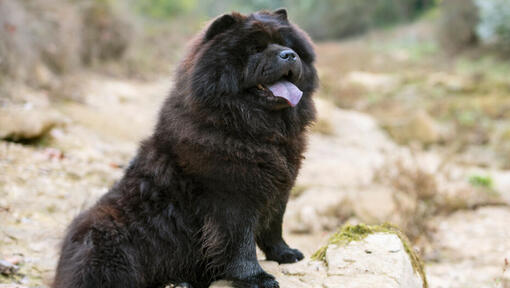 Chow Chow Dog Breed Facts & Information | Purina Chow Chow Dog Breed Facts & Information | Purina