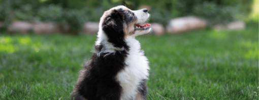 Fluffy puppy sitting looking up