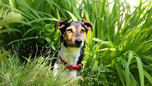 can i grow grass for my dog to eat