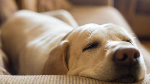 Labrador asleep on a sofa.