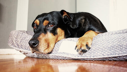 Rottweiler lying on a dog bed.