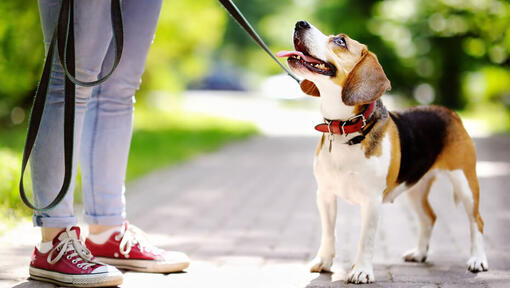 Brain games for dogs reduce boredom, promote independence