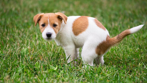puppy with patches pooping on the grass
