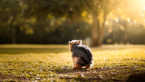 dog pooping in a park