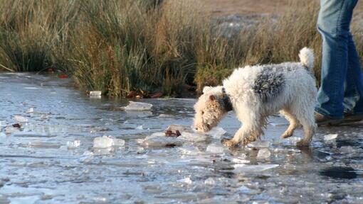 Dog Exercise: Top Tips for Fun Dog Activities