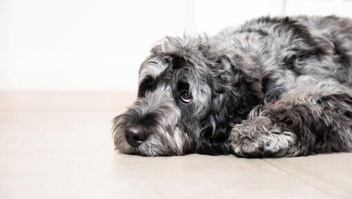 how can you tell if your dog is depressed or lonely