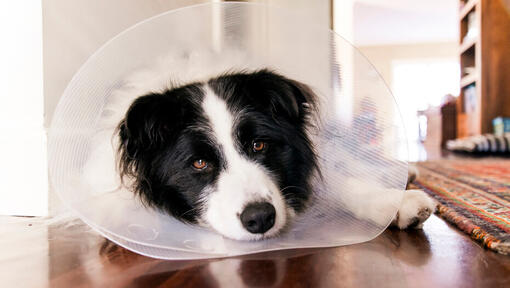 are hot spots on dogs dangerous