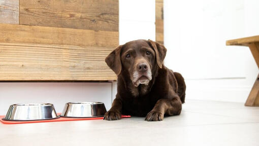 do all dogs stop eating before labor