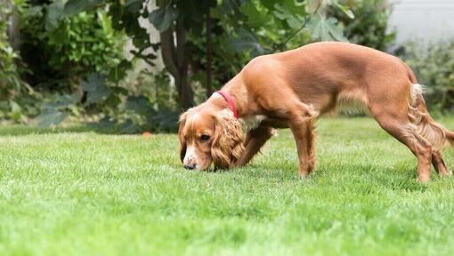 How To Puppy-Proof Your Home And Yard