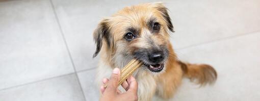 Brown dog chewing on a Dentalife stick