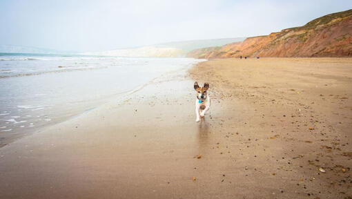 Jack russell running along a beach with cliffs