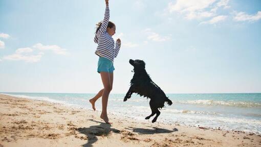 girl and black dog jumping on a beach