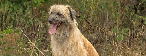 Dog sitting on roadside