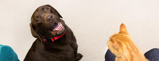 brown dog sitting looking up at cat on person's lap