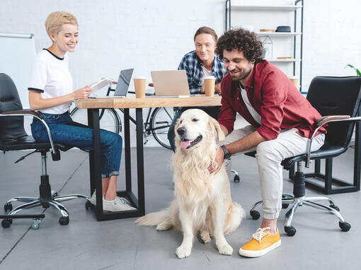 Golden retriever sat at desk with group working