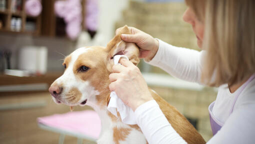 signs of ear mites on dogs
