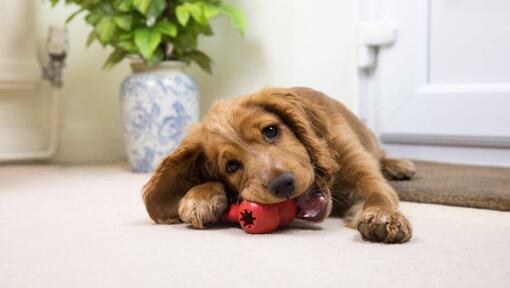 puppy chewing on red toy
