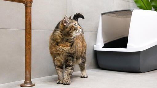 Cat looking away by litter box