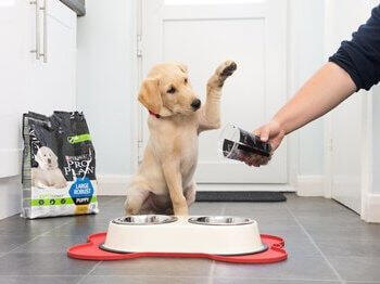 Dog waiting to be fed