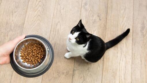 Cat with food in bowl