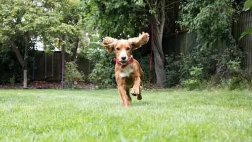 Puppy running in a garden