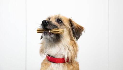 Long haired puppy holding a treat in mouth