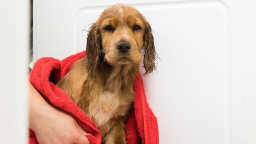 First%20Puppy%20Bath%20 %20The%20Survival%20Guide3