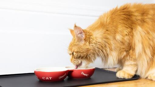 How To Spot And Treat Food Allergies In Cats Purina