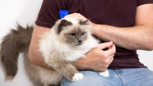fluffy cat being stroked by a man