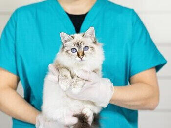 Cat being held by vet