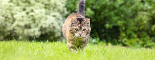 Cat prowling in grass