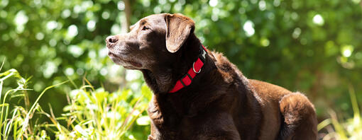 Brown dog laying in the sun