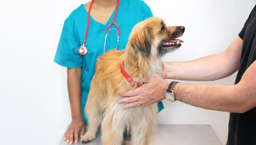 is hernia common in puppies