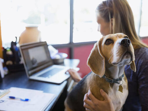 Beagle sat on owners lap whilst she works